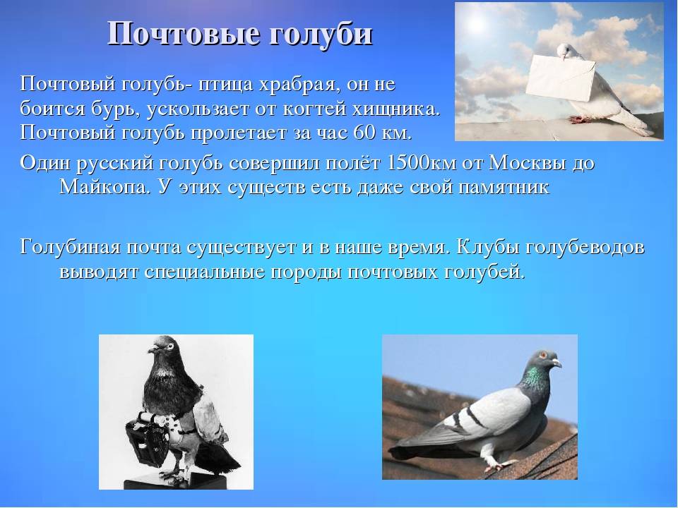 Почтовые голуби: описание, породы, фото, как определяют, куда лететь