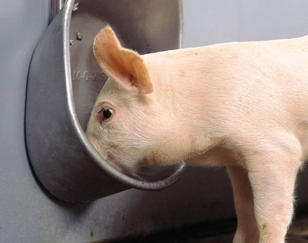 Как сделать поилку для свиней — ниппельные, трубные и вакуумные варианты