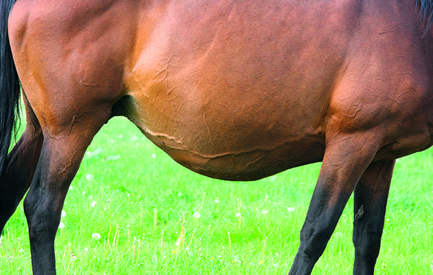 Как лошадь рожает: беременность, срок вынашивания жеребенка, роды