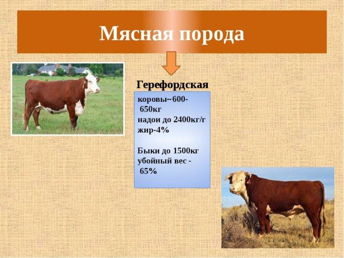 Герефордский крс: описание, характеристика мясной породы, особенности содержания