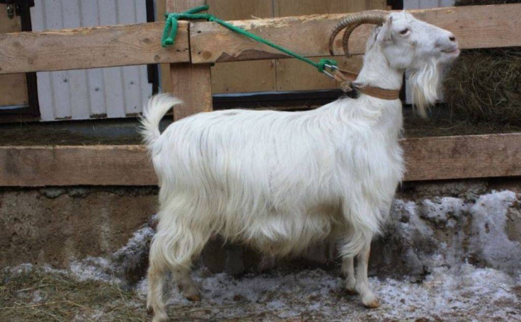 Описание и характеристики продуктивности Тоггенбургской породы коз