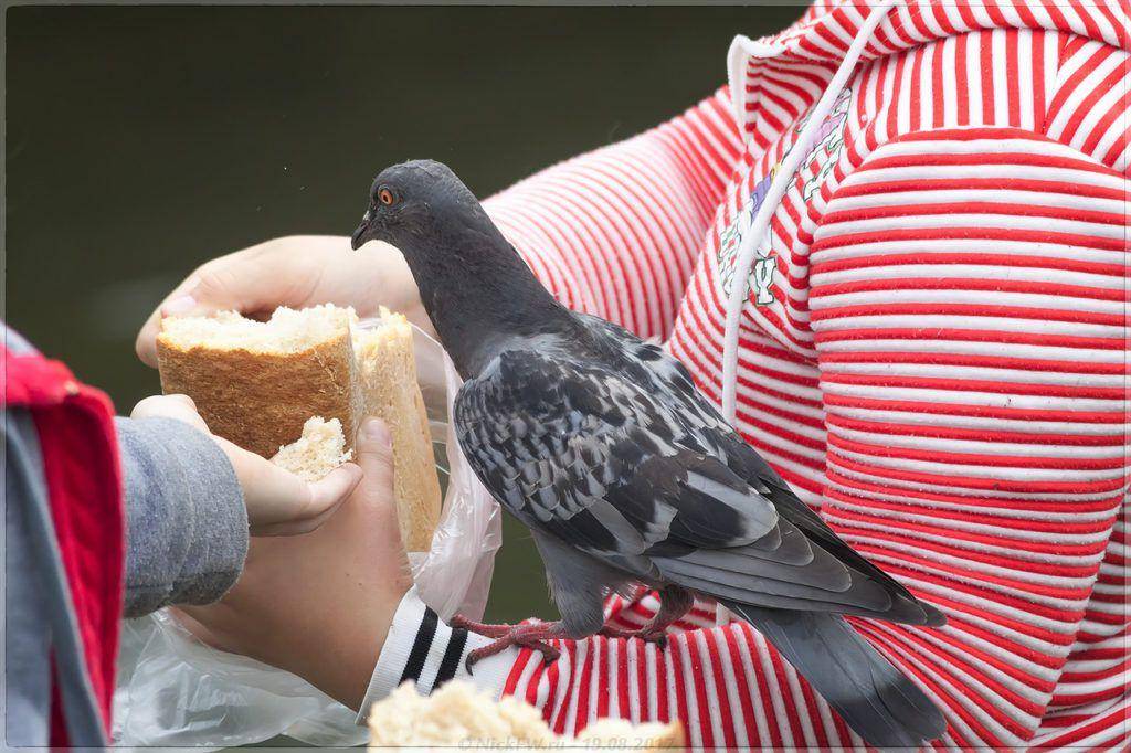 Особенности питания голубей в уличных и домашних условиях