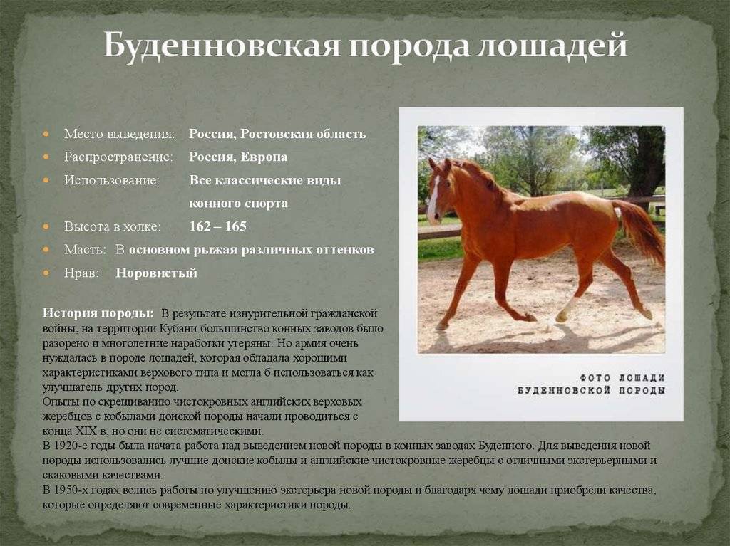 Породы лошадей — название, описание