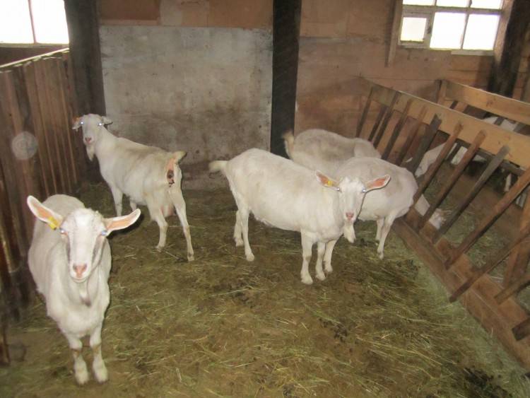 Содержание коз зимой, чем кормить, как согреть - sadachanik