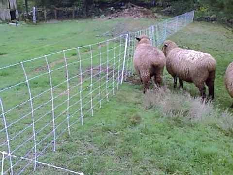 Электропастух для овец: как правильно выбрать? - домашние наши друзья