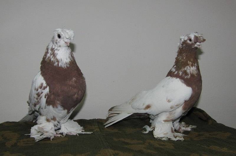 Какого ухода требуют узбекские голуби?