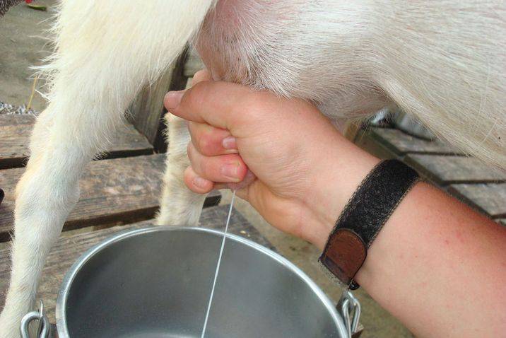Как правильно доить козу: техника ручного доения