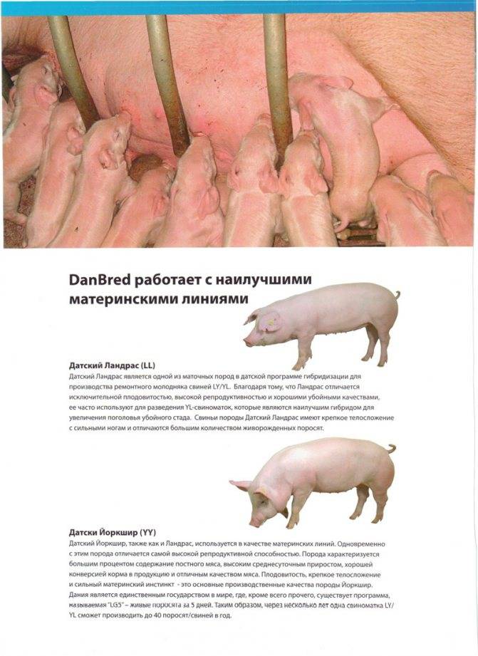 Порода свиней ландрас: описание с фото, содержание и кормление, отзывы