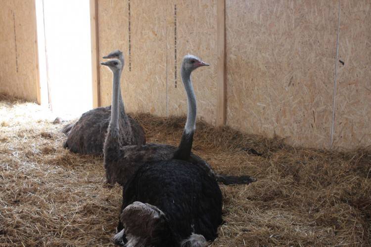 Разведение страусов: как содержать и ухаживать в домашних условиях