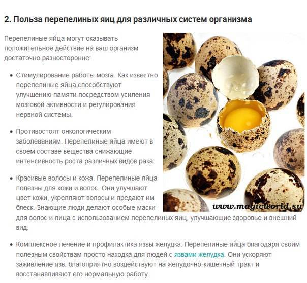 Перепелиные яйца — 11 фактов о пользе и вреде для организма, как их принимать и по сколько