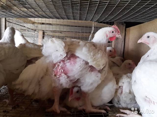 Выращивание цыплят кобб 500 в домашних условиях: пошаговое руководство для новичков