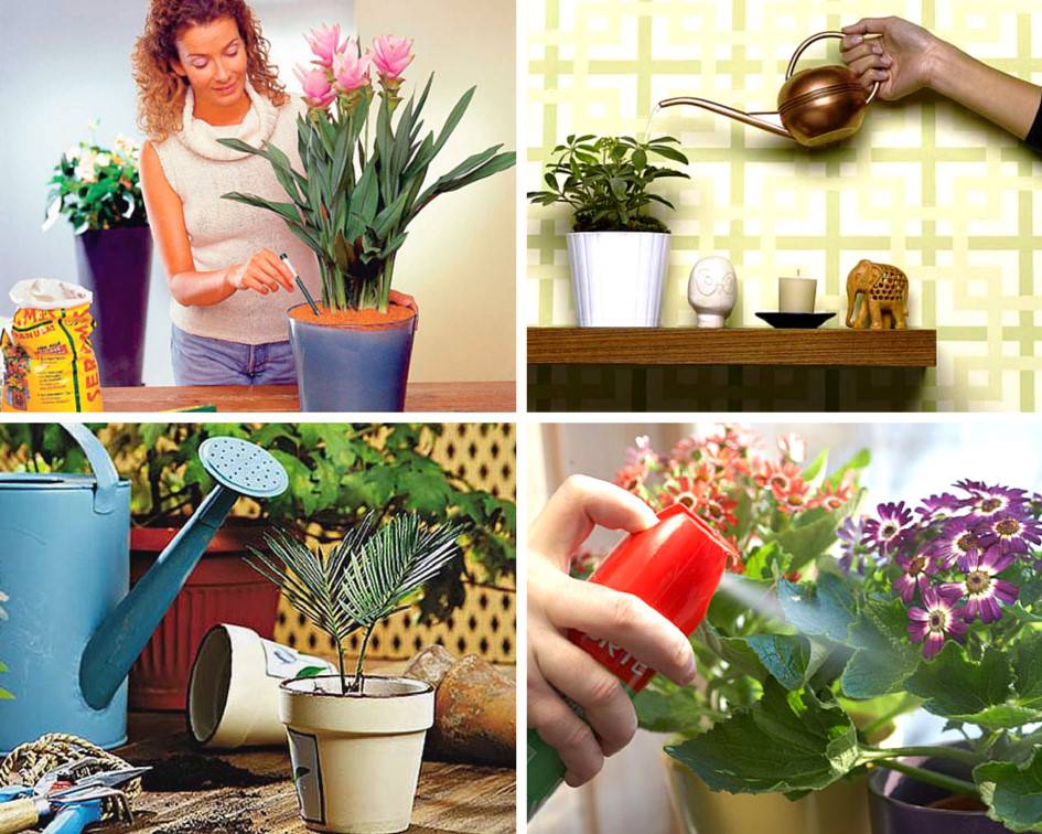 6 способов оживить интерьер при помощи комнатных растений
