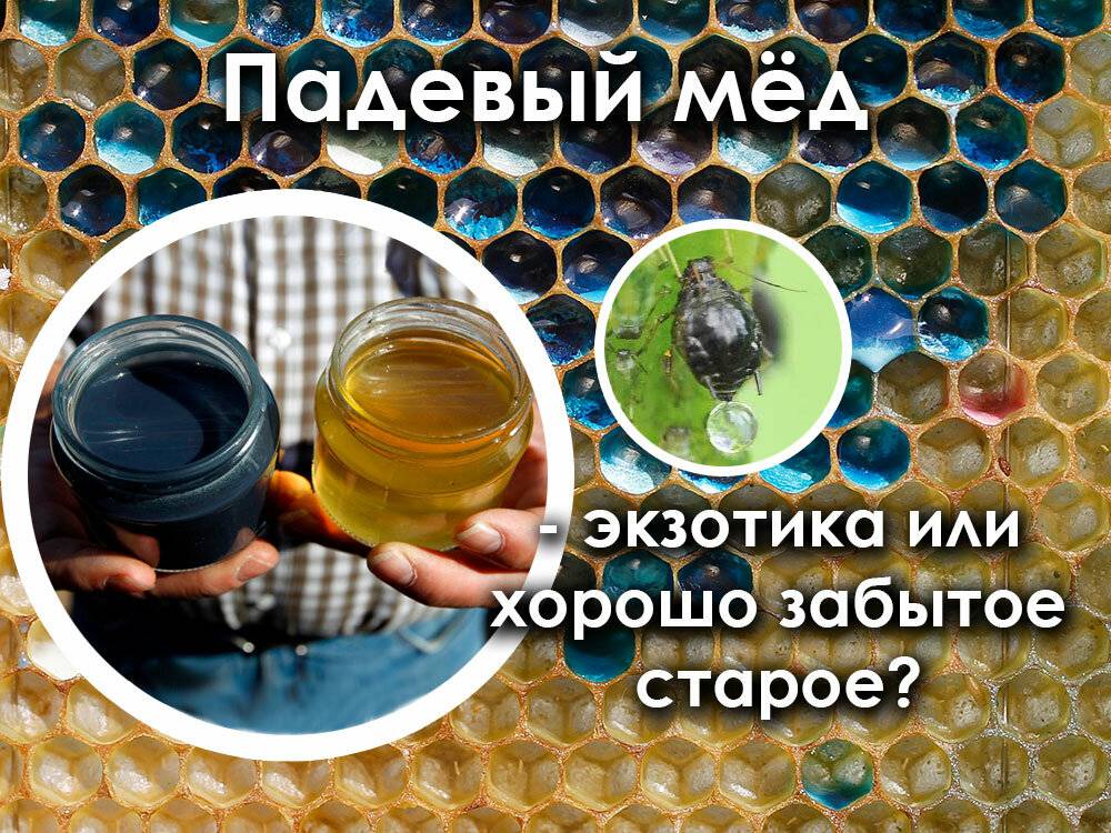 Падевый мед: что это, особенности, польза и вред