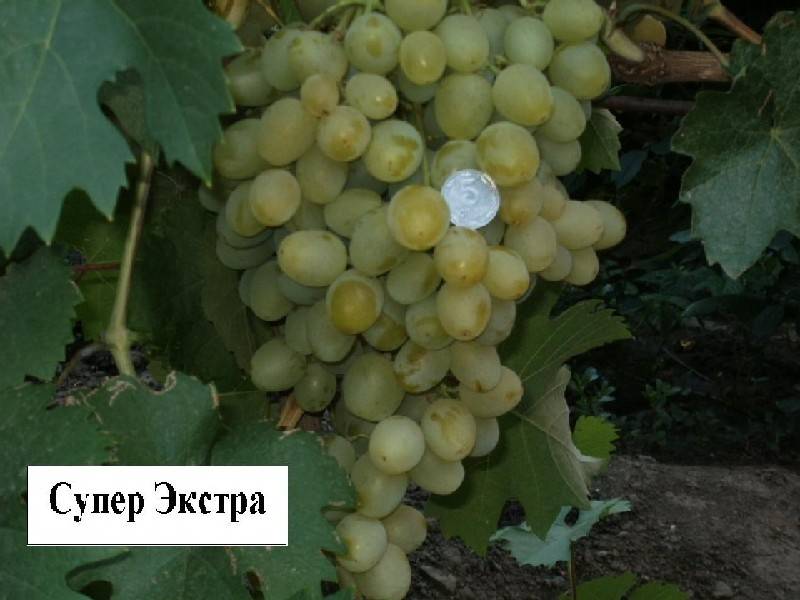 Описание сорта винограда супер экстра, особенности, советы по уходу