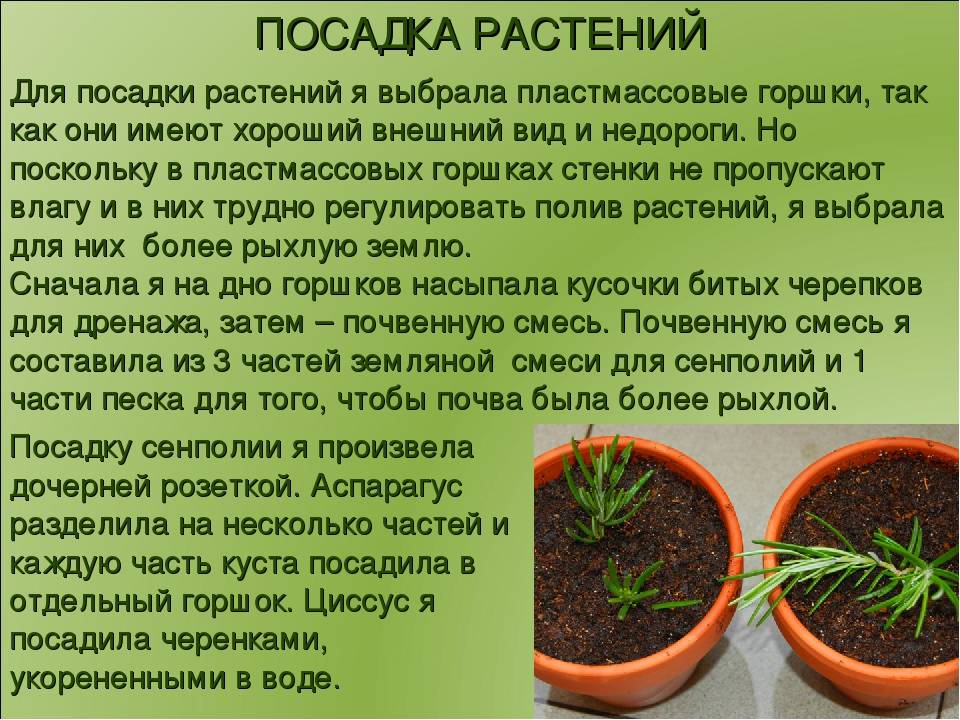 Осень-зима: как избежать ошибок в уходе за комнатными растениями на supersadovnik.ru