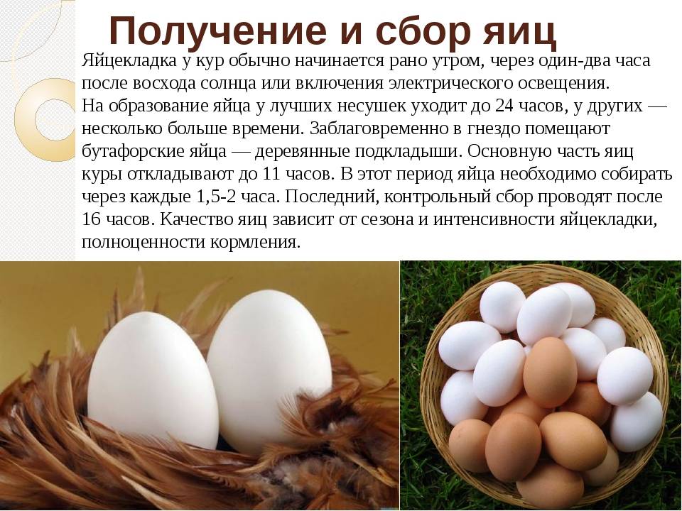 Как часто страусы несут яйца