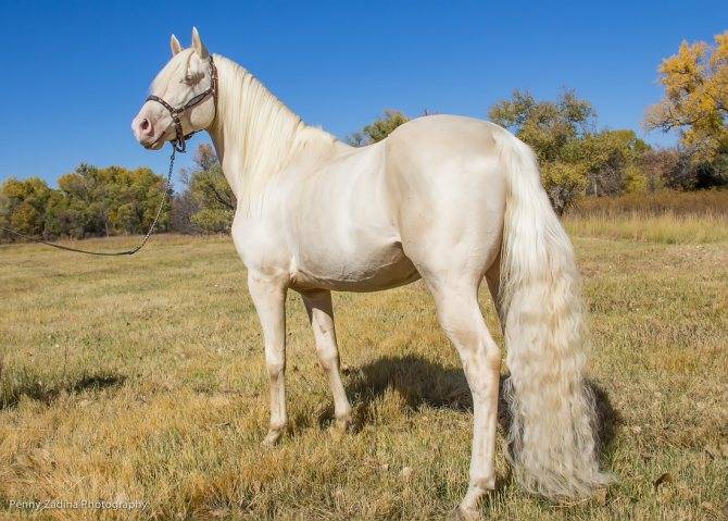 ᐉ ахалтекинская лошадь изабелловой масти - zoomanji.ru