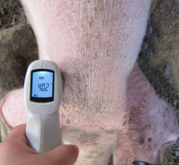 Какая нормальная температура у свиней, что делать при повышении до 41 градуса тела у поросенка?