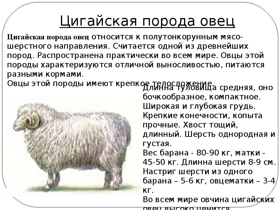 Катумская порода овец: описание и характеристика