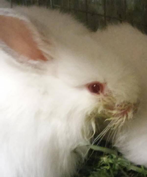 Мокрец у кроликов: чем лечить мокрую мордочку, симптомы болезни
