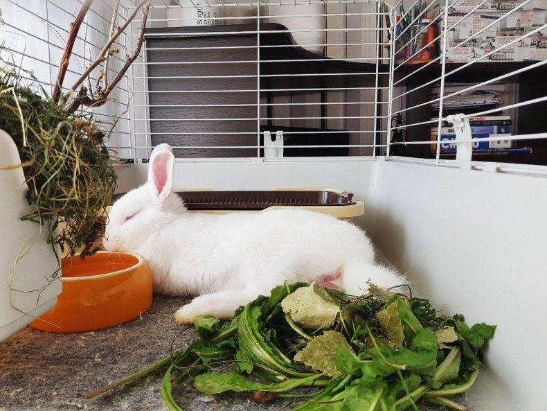 Как правильно ухаживать за домашними кроликами