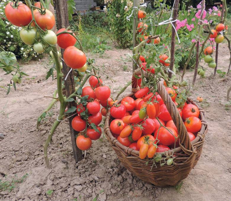Как продлить плодоношение томатов в августе и сентябре