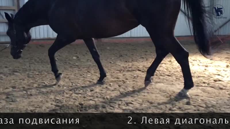 ᐉ вид бега лошади: аллюры и их разновидности - zooon.ru