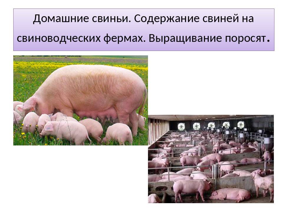 Содержание свиней в домашних условиях - способы и технологии