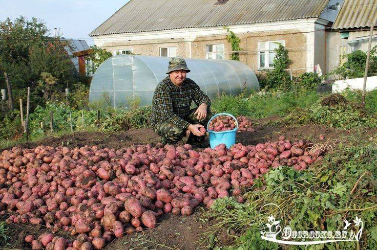 Почему плохо растет картофель на огороде, причины и что делать для богатого урожая