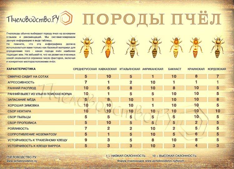 Основные породы пчел для центральной полосы россии
