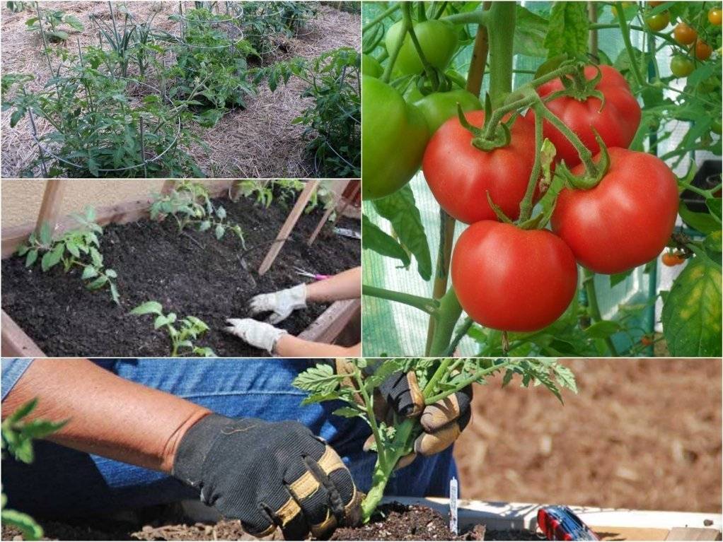 Уникальный метод подзимней посадки томатов