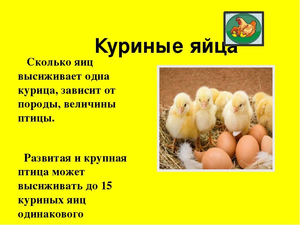 Сколько дней курица высиживает яйца: описание, фото- и видеообзор