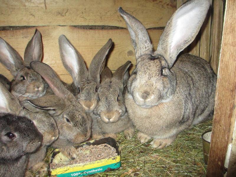 Кролик породы фландр (бельгийский великан): содержание и разведение в домашних условиях