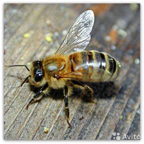 Породы пчел и их характеристика с фото: миролюбивые, медоносные и другие виды