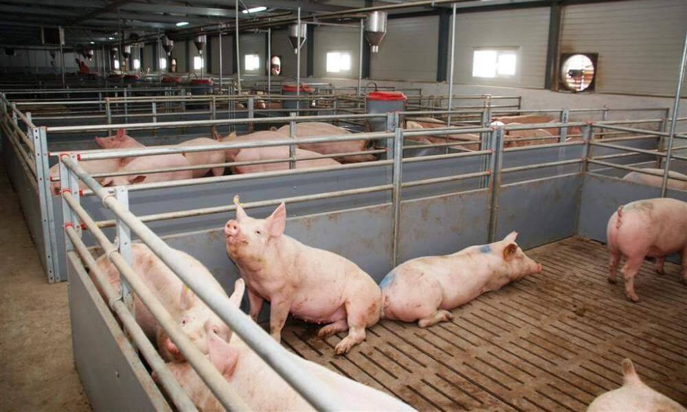 Какова рентабельность свиноводства и стоит ли заниматься этим бизнесом?