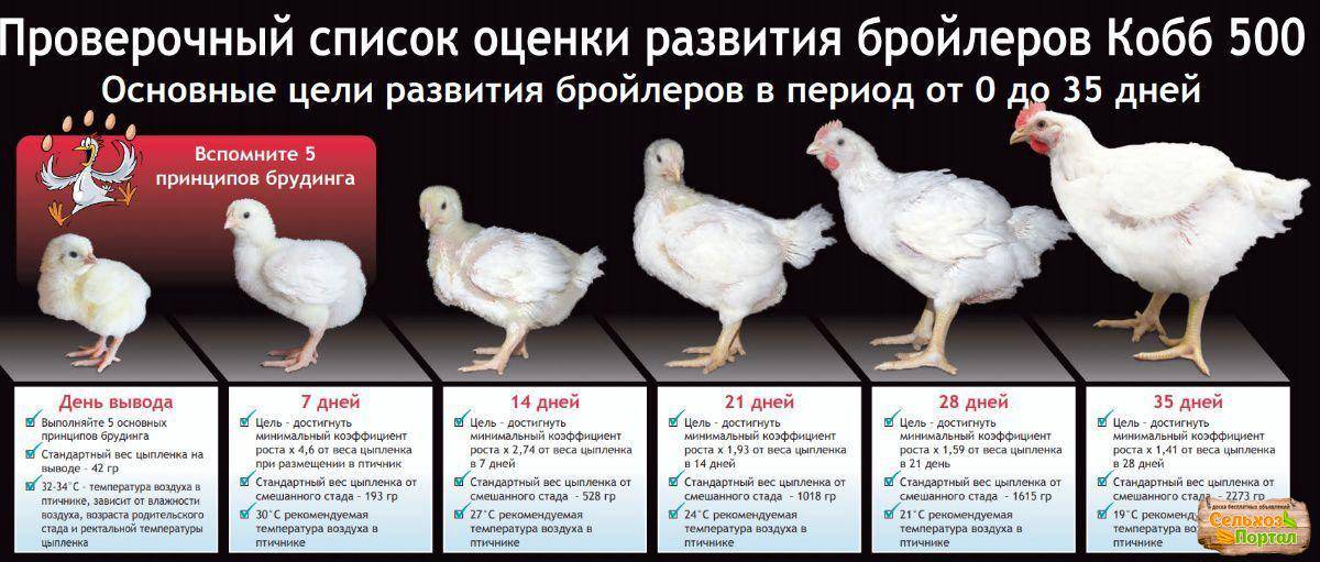 Вес цыплят бройлеров: таблица веса, нормы