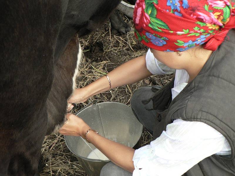 ᐉ как правильно доить корову: ручной и аппаратный методы - zooon.ru