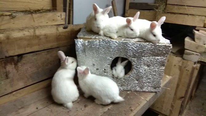 Когда отсаживать крольчат от крольчихи — советы начинающим