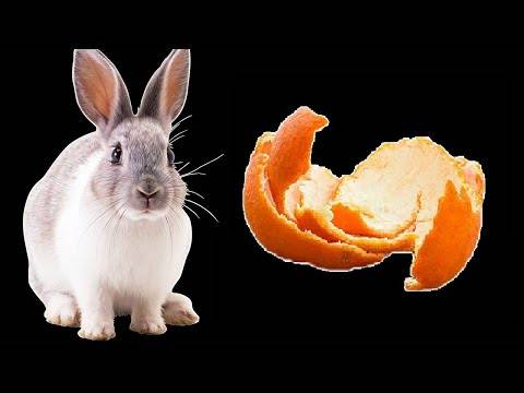 Можно ли давать арбузные корки кроликам и сам арбуз, как кормить и в каких количествах