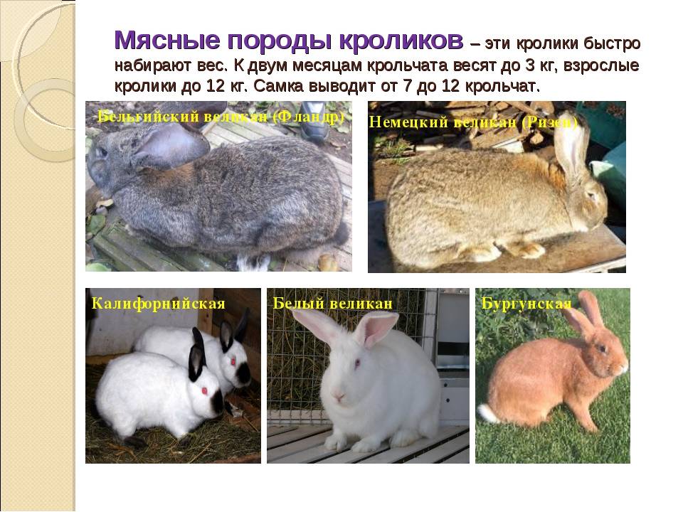 Лучшие кролики мясных пород для домашнего разведения: описание с фотографиями и названиями