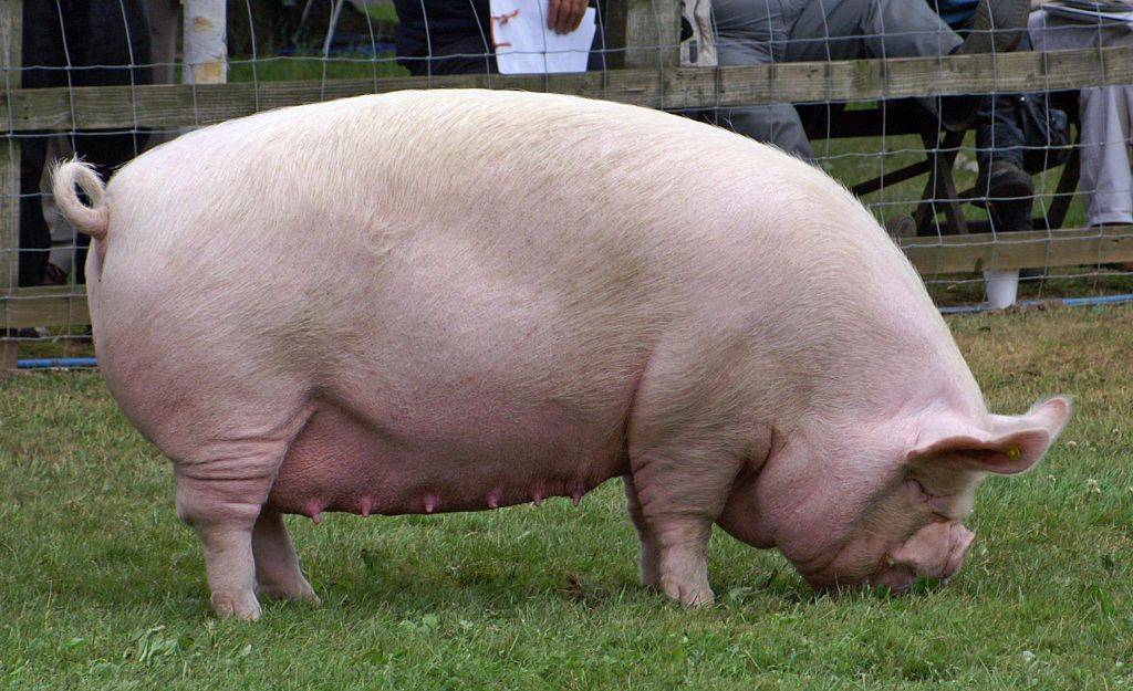 Крупная белая порода свиней – характеристики, описание, выращивание 2021