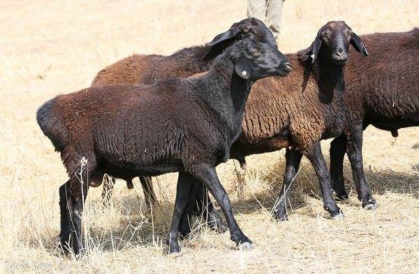 Гиссарская порода овец — описание, продуктивные качества, способы разведения