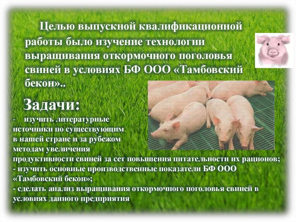 Выращивание свиней: самые современные системы и технологии ао "витасоль"