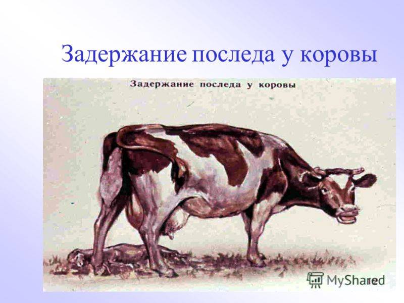 Бруцеллез — скотоводство. крупный рогатый скот -> крупный рогатый скот -> болезни крупного рогатого скота -> инфекционные болезни