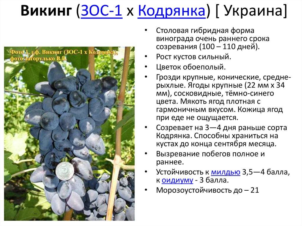 Виноград "кодрянка": описание сорта, фото, отзывы