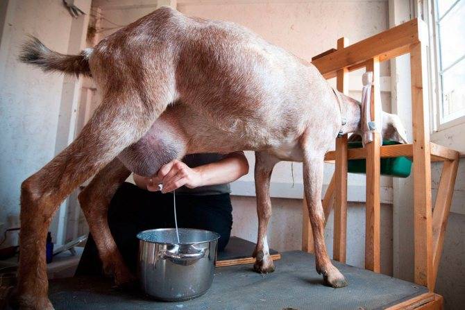 Как приучить козу стоять спокойно во время дойки