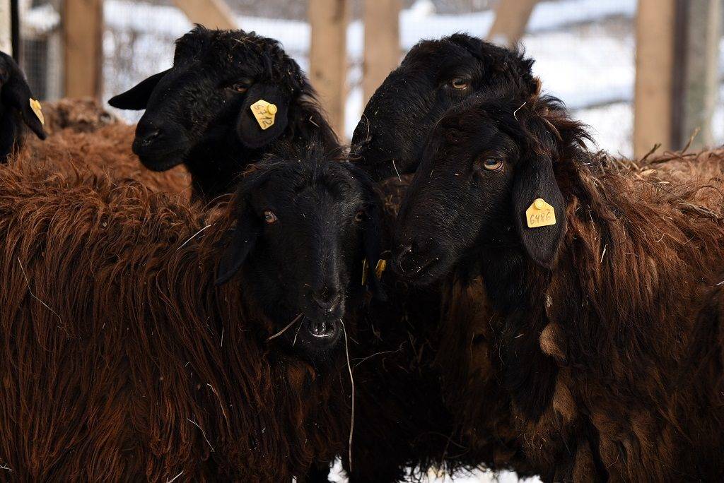 Правила содержания эдильбаевской породы овец, особенности кормления, продуктивность животных