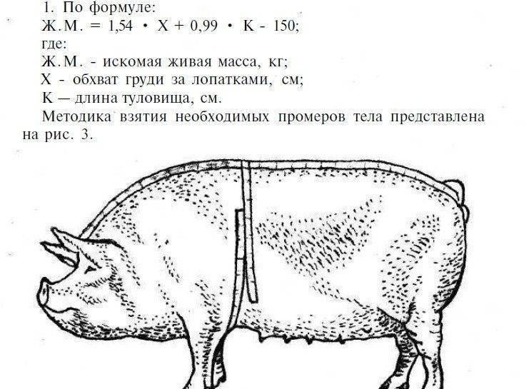 Как узнать вес свиньи без весов: таблица, способы определения и расчетов - omvesti.com