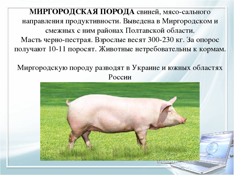 Породы свиней – описание, фото и видео