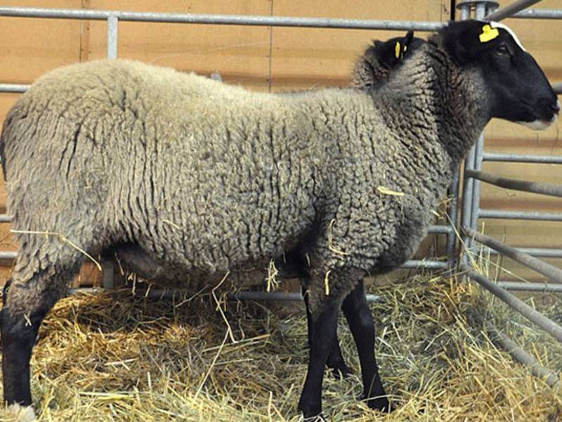 Современное разведение овец на мясо | cельхозпортал
